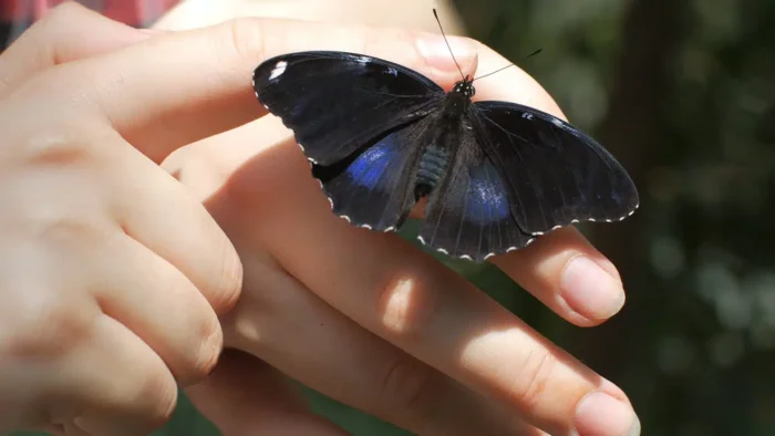 The True Meaning When Black Butterflies Visit You