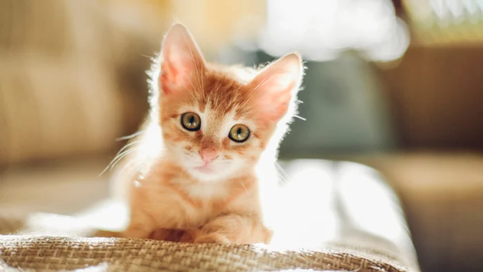 If You Have Cats at Home, Here’s What Experts Want You to Know