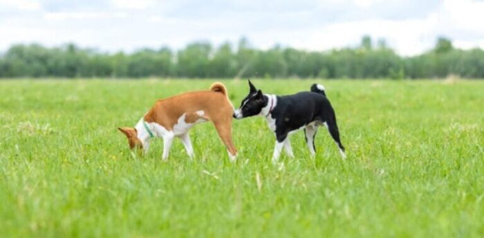 Why Dogs Sniff Around Certain Areas — Understanding This Common Behavior